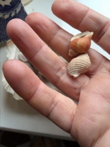 Nucella lapillus shells, Somerset